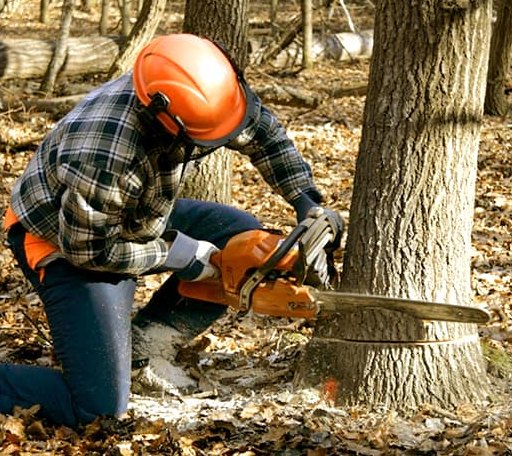Tree Removal in Carbondale, KS